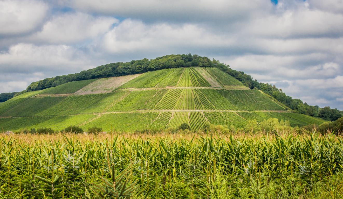 Probierpaket Einstieg in den Saar Riesling