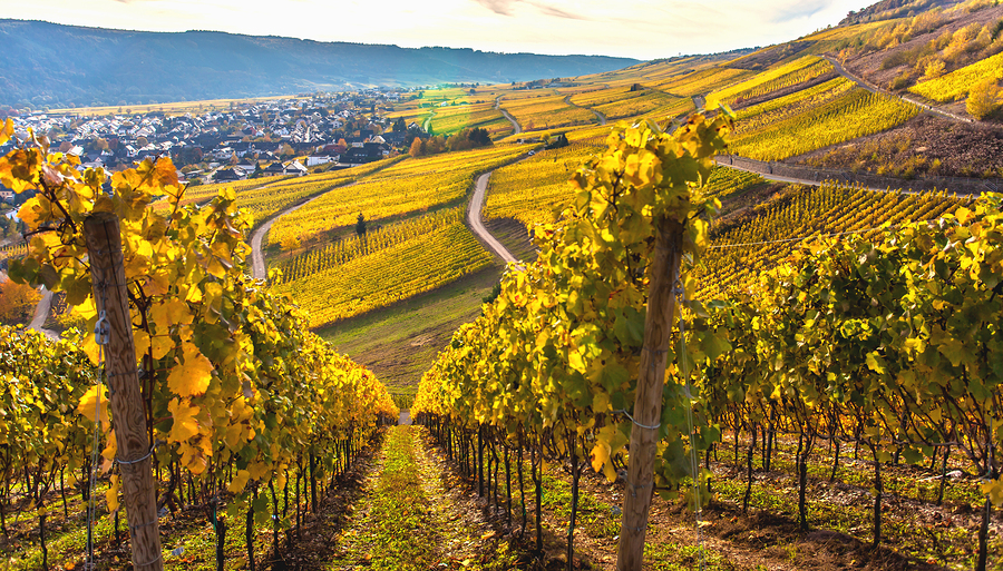 Weinwanderung "Saarburg im Rausch" - Weingeführte Self Walk Tour (Ab 10 Pers.)