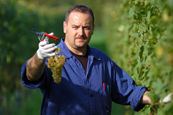 Winzer-im-Weinberg-bei-der-Traubenlese_600x600 Winzer-im-Weinberg-bei-der-Traubenlese_600x600