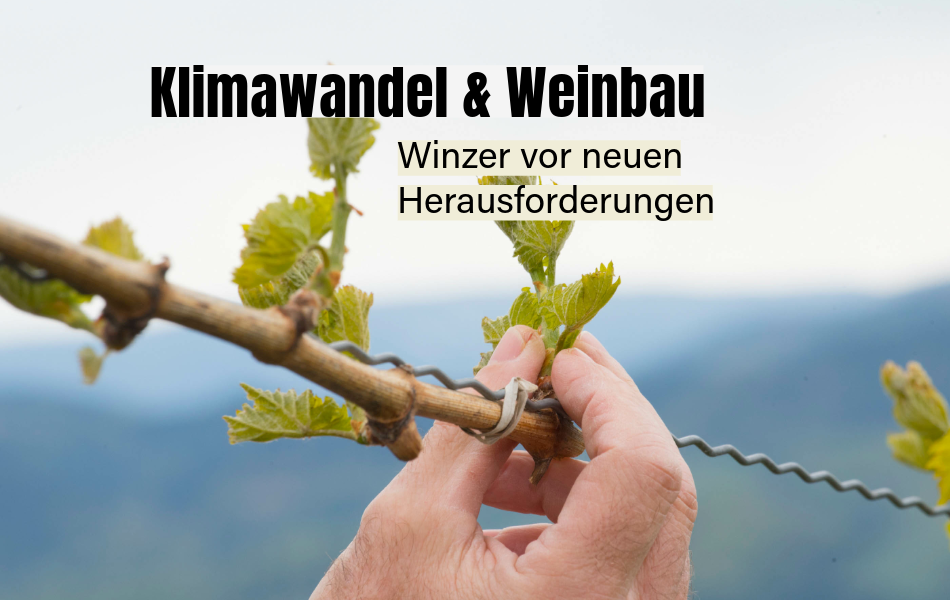 Klimawandel Weinbau Saar mosel