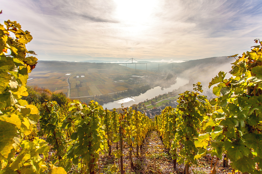 Weinwanderung "Saarburg im Rausch" - Weingeführte Self Walk Tour (Ab 10 Pers.)