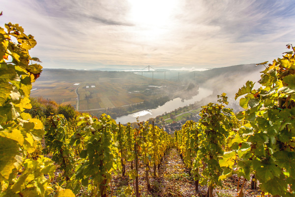 Moseltal-im-nebel-weinberge_600x600